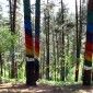 El Bosque pintado de Oma