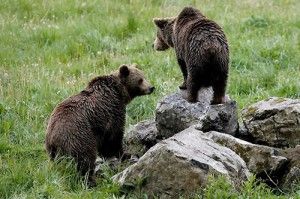La senda del oso