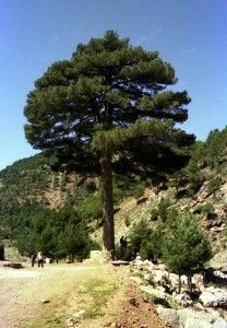 Árboles con magia