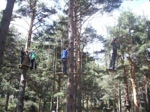 De árbol a árbol
