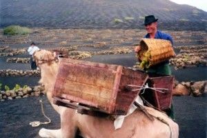 Vino de la ceniza