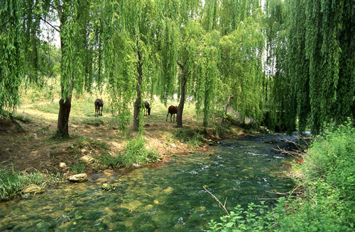 El Bosque El Bosque