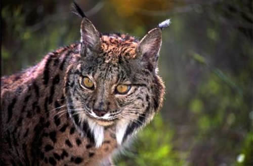 El Lince