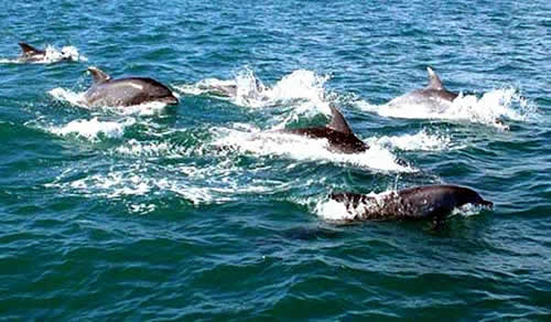 Delfines en la zona del Paraje Natural Delfines en la zona del Paraje Natural