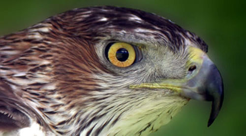 Zona de Protección de Aves