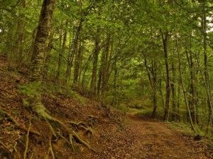 Bosques de brujas y bandoleros