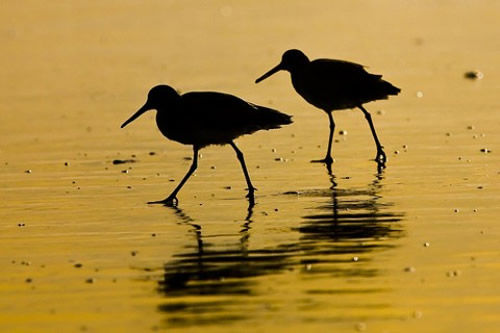 Zonas de protección de aves