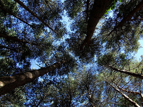 Santa Fe de Montseny