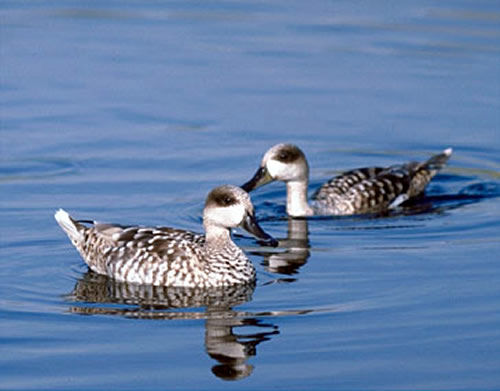 Especie cerceta padilla