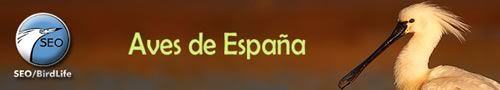seo Aves de España (SEO)