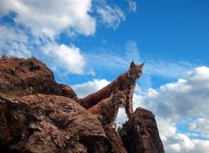 El Parque de la Naturaleza de Cabárceno