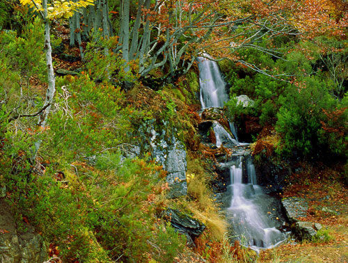 El Parque Natural Hayedo Tejera Negra