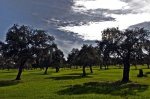 De ruta por Los Pedroches