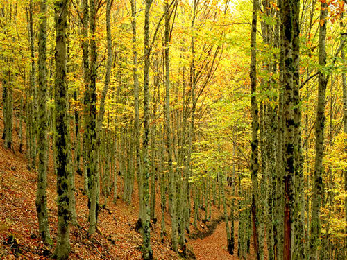 El Parque Natural Hayedo Tejera Negra