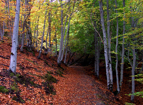 Parque Natural Hayedo Tejera Negra