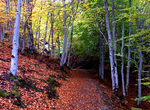 El Parque Natural Hayedo Tejera Negra