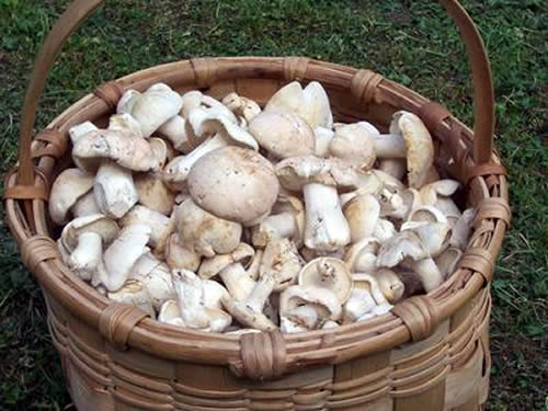 Recogida de hongos y setas en Babia