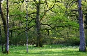 El Bosque de Orgi en Navarra