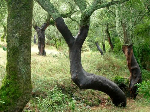 Parque Natural de Aracena y Picos de Aroche