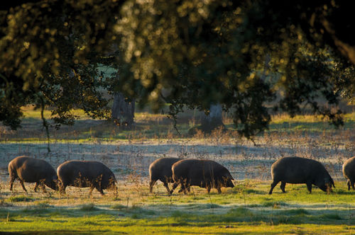 Parque Natural Sierra de Aracena y Picos de Aroche