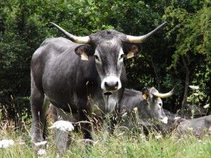 El Valle de Lamasón en Cantabria