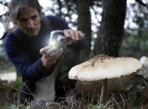 ¡Llega el Otoño, llegan las Setas!