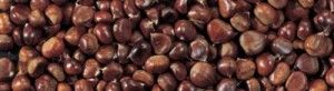 Turismo Gastronómico por Galicia