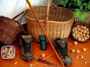 Busca y recolecta… ¡trufas!