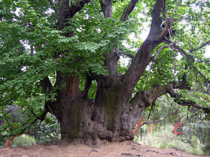 Castaño Santo