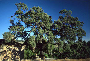 Encina de Ambite