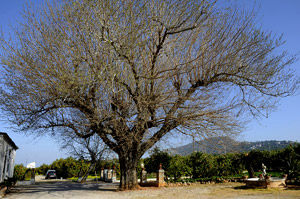 Morera de La Matriarca