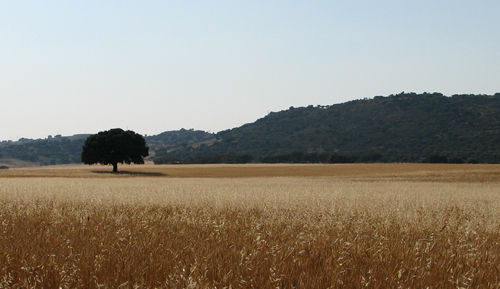 Trigo Vs. Encina