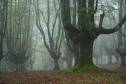 Niebla en el hayedo