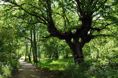 Bosque en la Fervenza