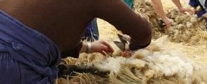 Ovejas, cabras y el Quebrantahuesos