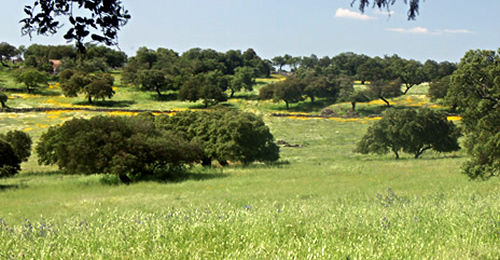 Cumbres de Enmedio Huelva