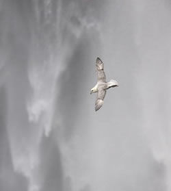 Ganadores del concurso FotoAves 2010