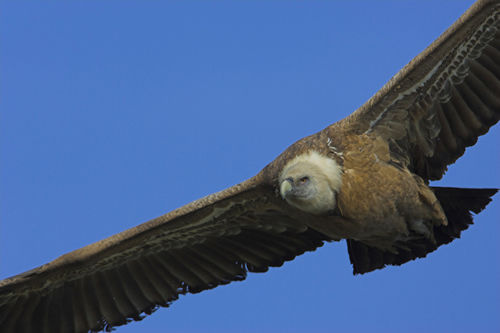 Buitre leonado