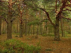 Valsaín, pequeños secretos de la Naturaleza