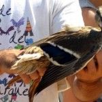 Voluntariado 2011
