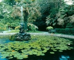 El hogar de los pájaros carpinteros