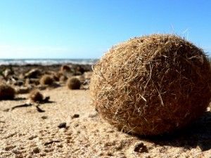 La Posidonia Oceánica a concurso