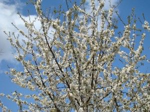 Los cerezos en flor del Valle del Jerte