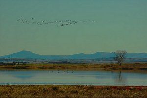 114.729 grullas en un día. La Laguna de Gallocanta