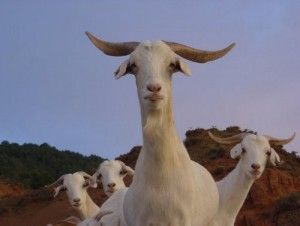 Cabras extinguidas que vuelven a la vida