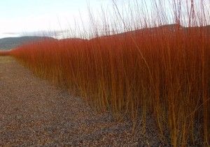 Los valles del color rojo: la Ruta del Mimbre