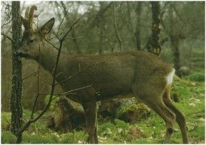 Urbión, el bosque modelo