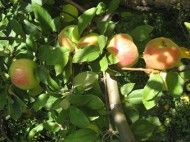 La manzana del hielo, única