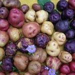 Las papas de Canarias se reivindican