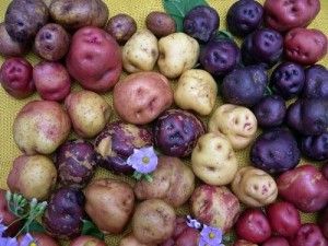Las papas de Canarias se reivindican